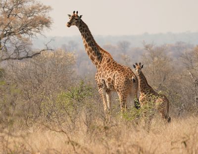 Kameelperd / Giraffe