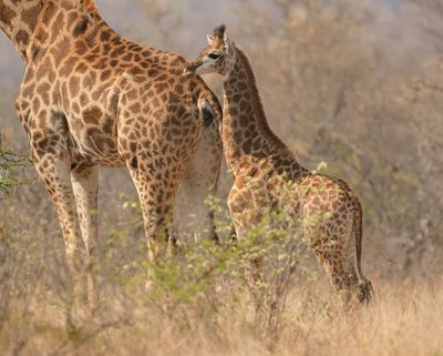 Kameelperd / Giraffe