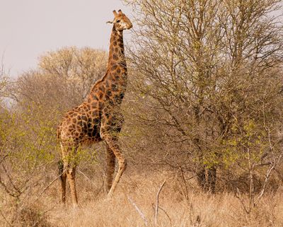 Kameelperd / Giraffe