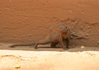 Dwergmuishond / Dwarf Mongoose