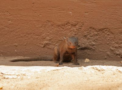 Dwergmuishond / Dwarf Mongoose