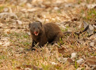 Dwergmuishond / Dwarf Mongoose
