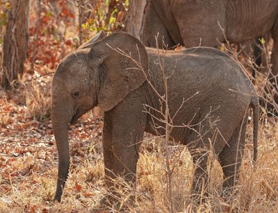 Savanne-olifant / African Elephant