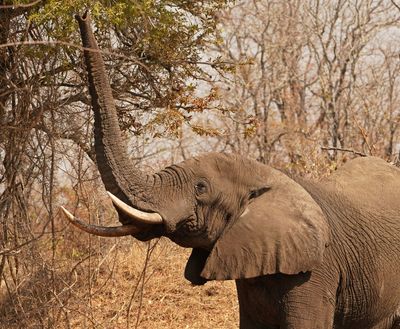 Savanne-olifant / African Elephant