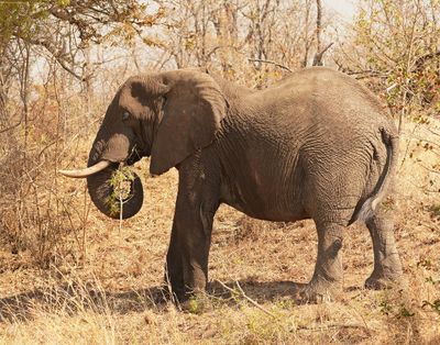 Savanne-olifant / African Elephant