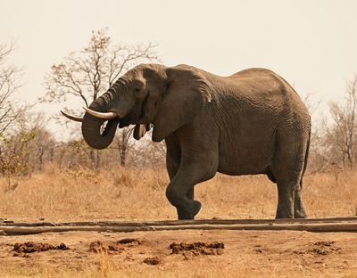 Savanne-olifant / African Elephant
