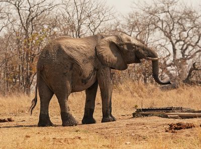 Savanne-olifant / African Elephant
