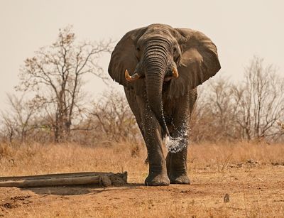 Savanne-olifant / African Elephant