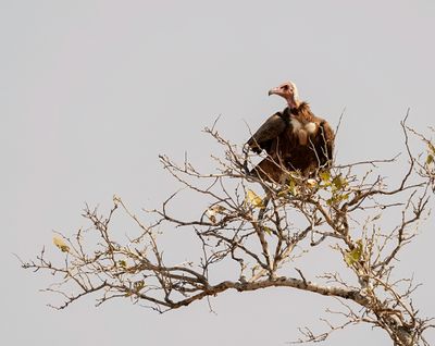 Monnikaasvoël / Hooded Vulture