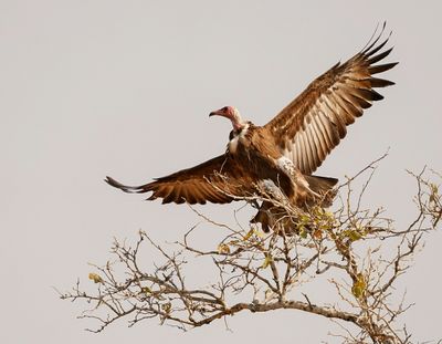 Monnikaasvoël / Hooded Vulture