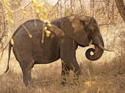 Savanne-olifant / African Elephant