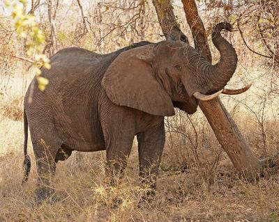 Savanne-olifant / African Elephant
