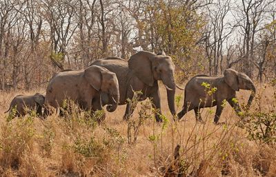 Savanne-olifant / African Elephant