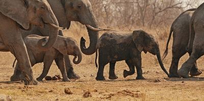 Savanne-olifant / African Elephant