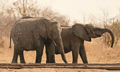 Savanne-olifant / African Elephant