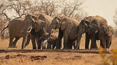 Savanne-olifant / African Elephant