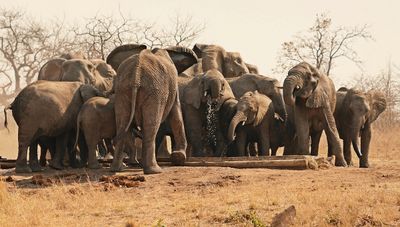 Savanne-olifant / African Elephant