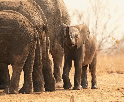 Savanne-olifant / African Elephant