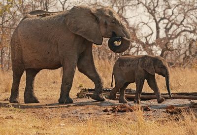 Savanne-olifant / African Elephant