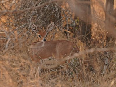 Steenbokkie / Steenbok