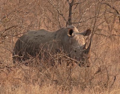 Witrenoster / White Rhino