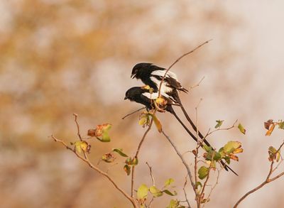 Langstertlaksman / Magpie Shrike
