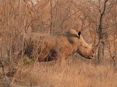 Witrenoster / White Rhino