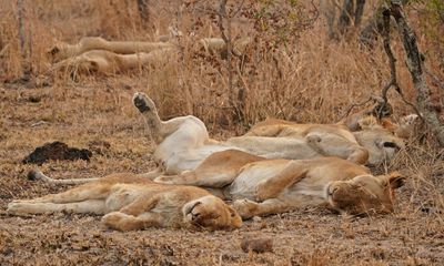 Leeu / Lion