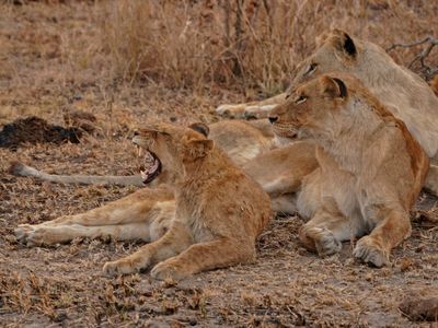 Leeu / Lion