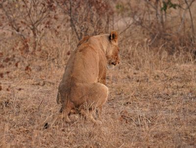 Leeu / Lion
