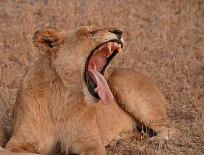 Leeu / Lion