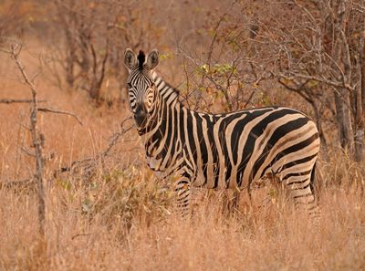 Sebra / Common Zebra
