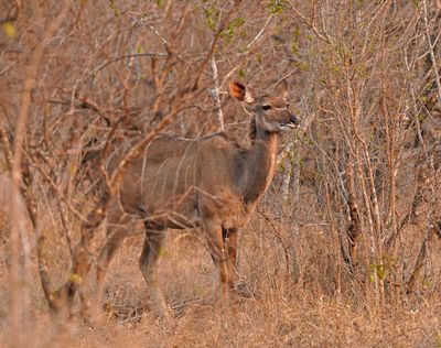 Koedoe / Greater Kudu