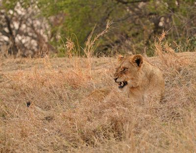 Leeu / Lion