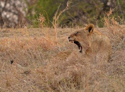 Leeu / Lion