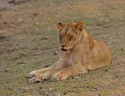 Leeu / Lion