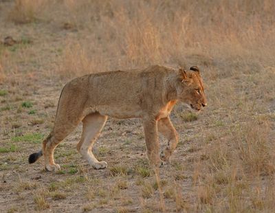 Leeu / Lion