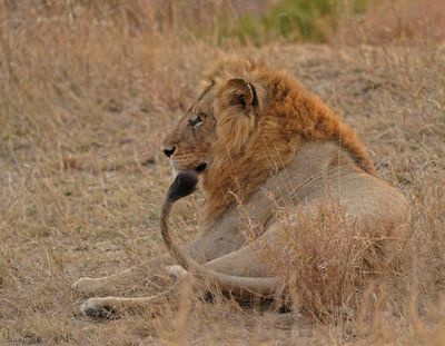Leeu / Lion