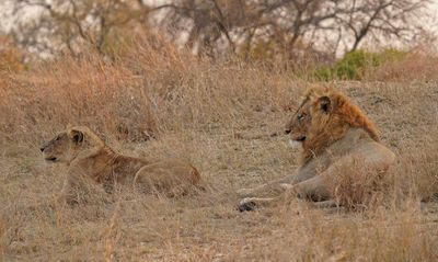 Leeu / Lion