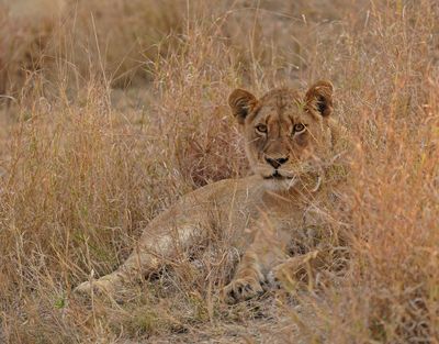 Leeu / Lion