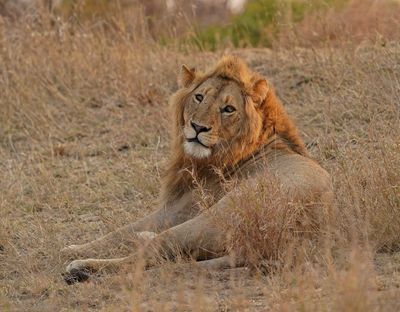 Leeu / Lion