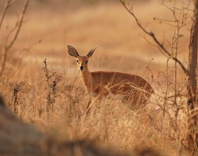 Steenbokkie / Steenbok