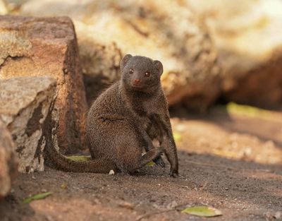 Dwergmuishond / Dwarf Mongoose