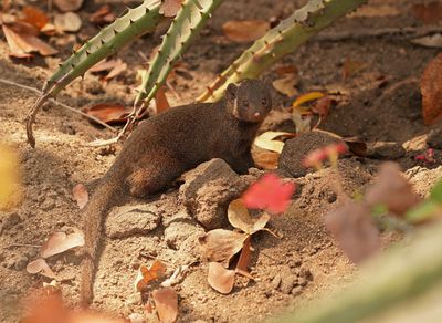 Dwergmuishond / Dwarf Mongoose
