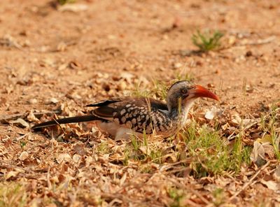 Rooibekneushoringvoël / Southern Red-billed Hornbill