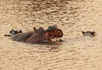 Seekoei / Hippo