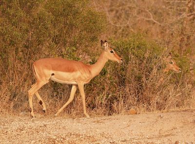 Rooibok / Impala