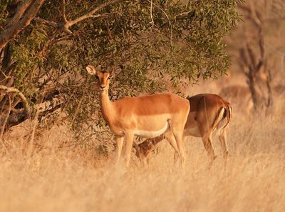 Rooibok / Impala