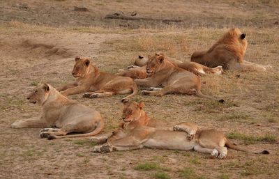 Leeu / Lion
