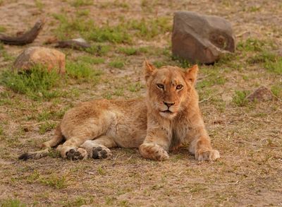 Leeu / Lion
